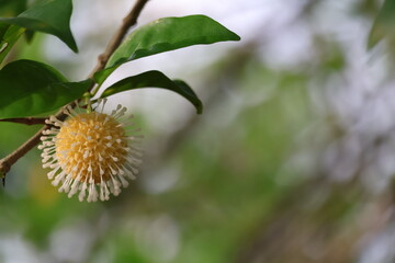 nauclea orientalis, beautiful yellow flowers. Close up Nauclea orientalis flower is a species of tree in the Rubiaceae family on the clean air day