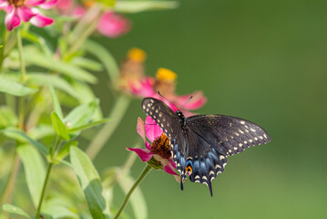 Black swallowtail butterfly with spread wings feeding from pink zinnia flowers in garden