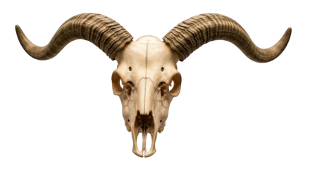 Ram skull with large, curved horns on black background; detailed texture & bone structure