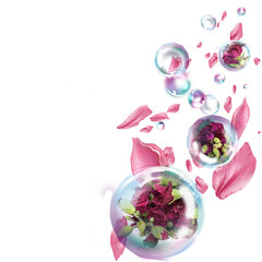  rose flower in bubble and rose petals 
