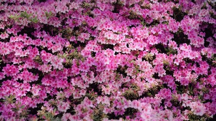 Obraz premium Azalea Sea