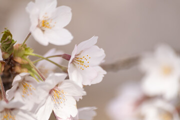 Beautiful cherry blossoms in full bloom