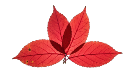 Vibrant red triple leaf with central shadow on a stark black background