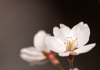 Beautiful cherry blossoms in full bloom