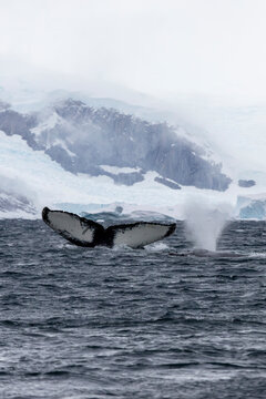 Humpback whale (Megaptera novaeangliae) diving into the frigid waters of Antarctica, with its fluke emerging dramatically in front of a massive glacier.