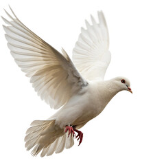 Graceful white dove soaring with wings spread, symbolizing peace and freedom in flight.
