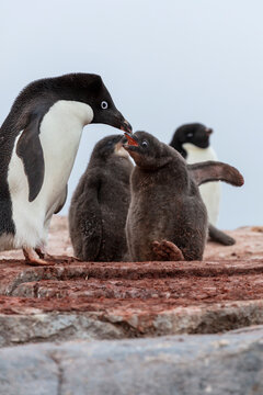 Ad&eacute;lie penguin (Pygoscelis adeliae) feeding its chick on a rocky nesting site in Antarctica. 