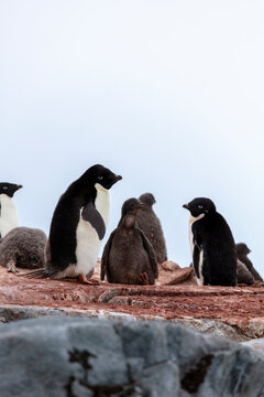 Group of Ad&eacute;lie penguins (Pygoscelis adeliae), including a fluffy chick, standing on a rocky nesting site in Antarctica. A typical scene of penguin colony life in the polar environment