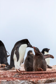 Ad&eacute;lie penguin (Pygoscelis adeliae) feeding its chick on a rocky nesting site in Antarctica. 