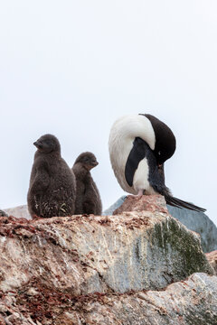 Group of Ad&eacute;lie penguins (Pygoscelis adeliae), including a fluffy chick, standing on a rocky nesting site in Antarctica. A typical scene of penguin colony life in the polar environment