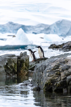 Two Ad&eacute;lie penguins (Pygoscelis adeliae) standing on coastal rocks near icy Antarctic waters, with glaciers and snow-covered mountains in the background. A scenic moment in the polar wilderness.