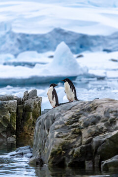 Two Ad&eacute;lie penguins (Pygoscelis adeliae) standing on coastal rocks near icy Antarctic waters, with glaciers and snow-covered mountains in the background. A scenic moment in the polar wilderness.
