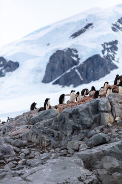 Group of Ad&eacute;lie penguins (Pygoscelis adeliae) gathering on rocky terrain in Antarctica.