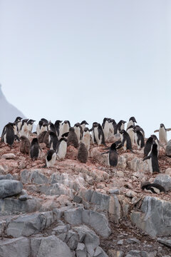Group of Ad&eacute;lie penguins (Pygoscelis adeliae) gathering on rocky terrain in Antarctica.