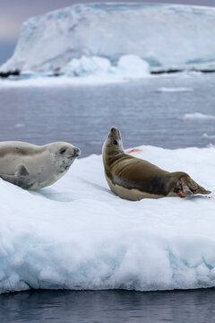 A Weddell seal resting on the icy shores of Antarctica