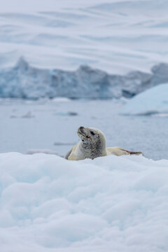 A Weddell seal resting on the icy shores of Antarctica