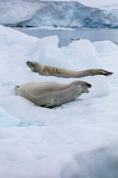 A Weddell seal resting on the icy shores of Antarctica