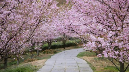 Fototapeta premium Romantic spring day of Cherry Blossom Avenue