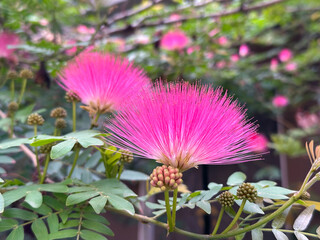 Beautiful stamens Calliandra (lat.- Calliandra surinamensis)