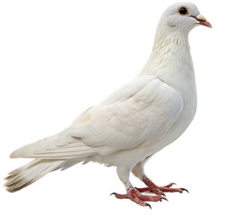 Obraz premium Elegant dove perched serenely, symbolizing peace and tranquility for your projects 
