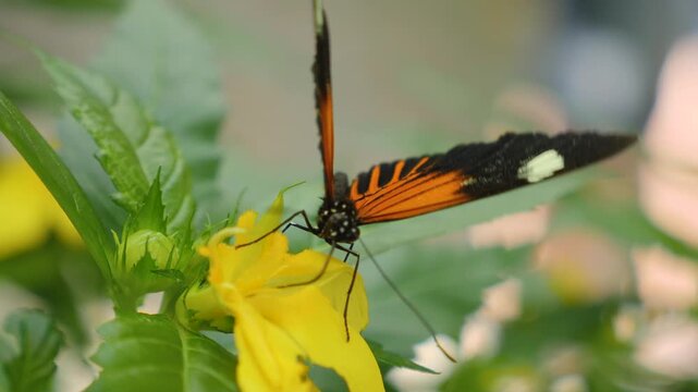 Close up macro of a tiger longwing butterfly feeding on nectar a red flower 