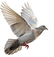 Graceful white dove in flight symbolizes peace, hope, and new beginnings for your projects.
