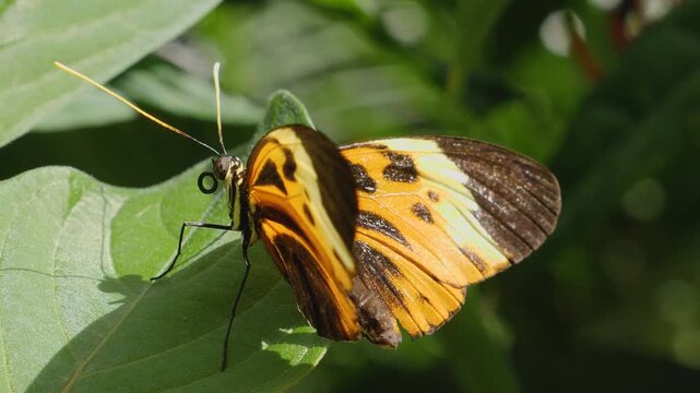 Close up macro of a tiger longwing butterfly feeding on nectar a red flower 