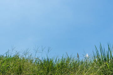 夏の空　青空と雲と夏草01