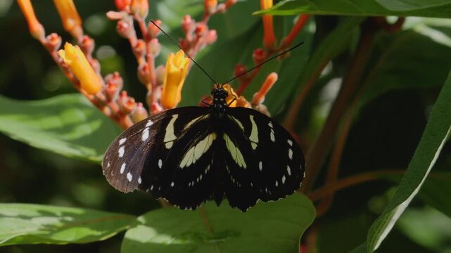 Close up macro of a zebra longwing butterfly feeding on nectar a red flower 