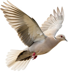 Fototapeta premium Graceful dove soaring with wings outstretched, a symbol of peace and freedom in flight. 