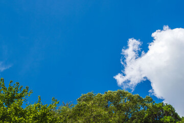 Obraz premium 森から見上げる晩夏の青空と雲02