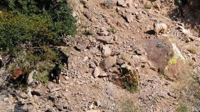 Domestic goats make their way up the rocks in search of fresh greenery on a sunny summer day.