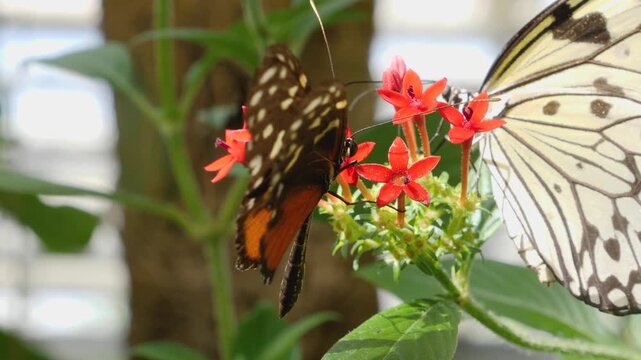 Close up macro of a tiger longwing butterfly feeding on nectar a red flower 