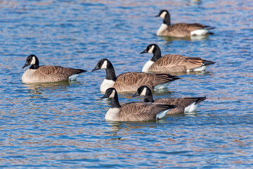 Canada geese (Branta canadensis) swimming peacefully on a calm lake, part of their seasonal migration and natural behavior.