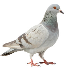 Obraz premium Elegant pigeon standing gracefully, showcasing detailed feathers and keen orange eyes, perfect for nature projects 