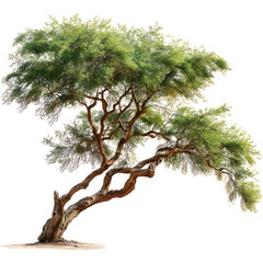 Khejri tree with twisted branches and fine needle leaves on transparent background