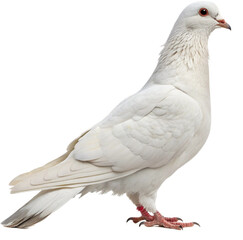 Naklejka premium Elegant white dove symbolizes peace and new beginnings, perfect for serene imagery and hopeful concepts. 