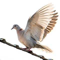 Fototapeta premium Graceful white dove with wings spread takes flight from a rooftop, symbolizing peace and freedom. 
