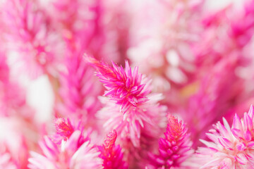 ケイトウのピンクの花を白背景でマクロ撮影21