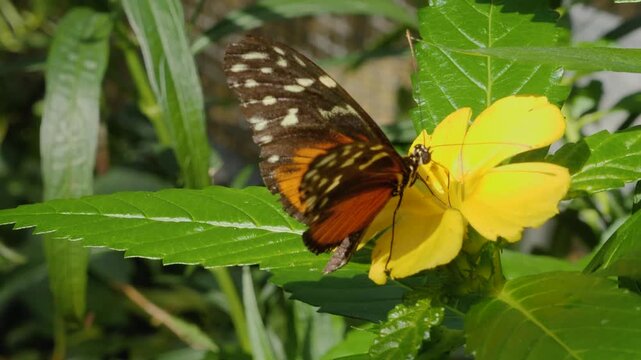Close up of a tiger longwing butterfly, it is picking nectar from a yellow flower 