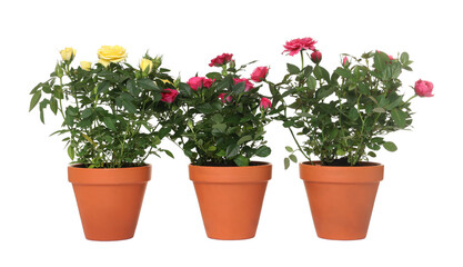 Beautiful potted rose flowers isolated on white