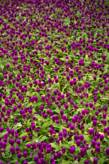 pink flowers in a garden