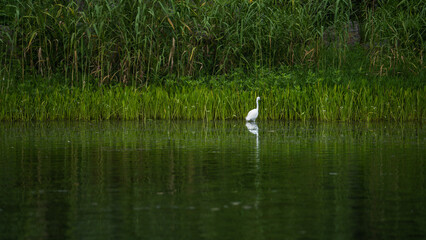 The white dew is searching for food in the grass by the water