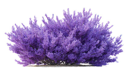 Purple flower shrubbery isolated on transparent background