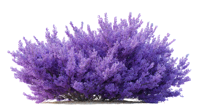 Purple flower shrubbery isolated on transparent background