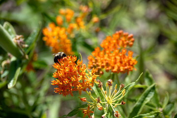 Bee on Orange Butterfly Weed