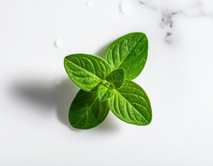 Fresh oregano sprig on white marble