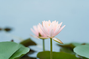 The pink water lilies in the garden