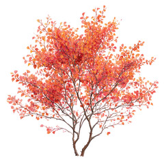 Serviceberry tree with reddish-orange foliage and thin branches on white background