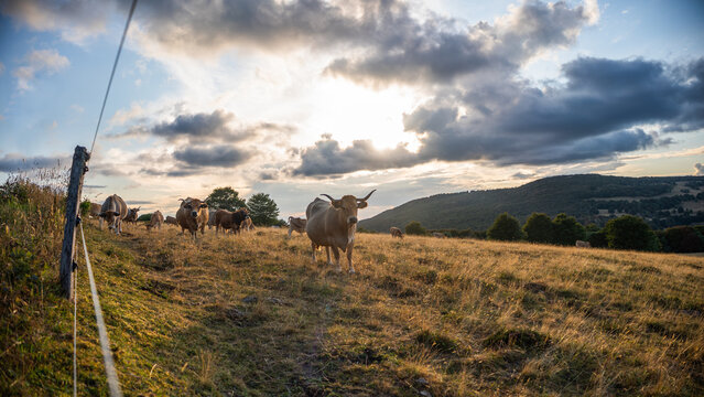 Vache curieuse de l'Aubrac 